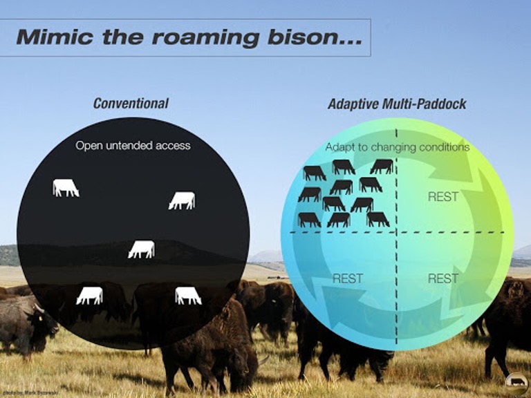 Image shows two circles next to each other representing paddocks for cattle to graze. The left circle represents “conventional” grazing management, where cattle are free to graze the entire paddock area. The right circle represents “Adaptive multi-paddock” grazing management, where the paddock is divided into up into sections and cattle are contained into one section at a time, allowing the other areas of the paddock to rest and regenerate. In this visual, the right circle is divided into quadrants, where cattle are contained to the upper left quadrant and allowed to graze in that space, and the other three quadrants rest and regenerate. As the currently grazed quadrant becomes less able to sustain the nutritional needs of the cattle, they are migrated to the next rightmost quadrant, and the original quadrant is now able to rest and regenerate. This grazing scheme is intended to mimic the impact of roaming bison.